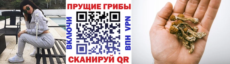 где продают   Нелидово  KRAKEN ссылка  Псилоцибиновые грибы Psilocybe 